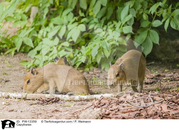 Capybaras / PW-13359
