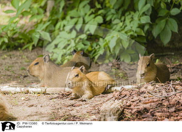 Wasserschweine / Capybaras / PW-13360