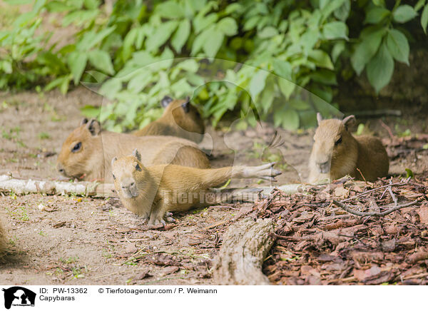 Wasserschweine / Capybaras / PW-13362