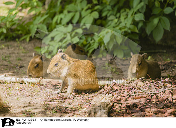 Wasserschweine / Capybaras / PW-13363