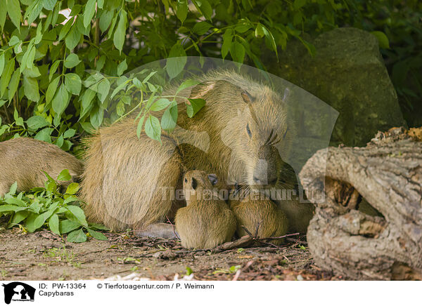 Wasserschweine / Capybaras / PW-13364