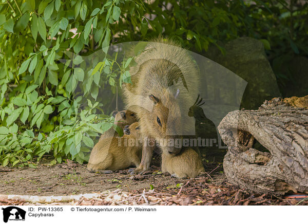 Wasserschweine / Capybaras / PW-13365