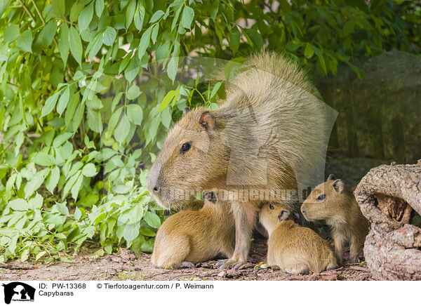Wasserschweine / Capybaras / PW-13368