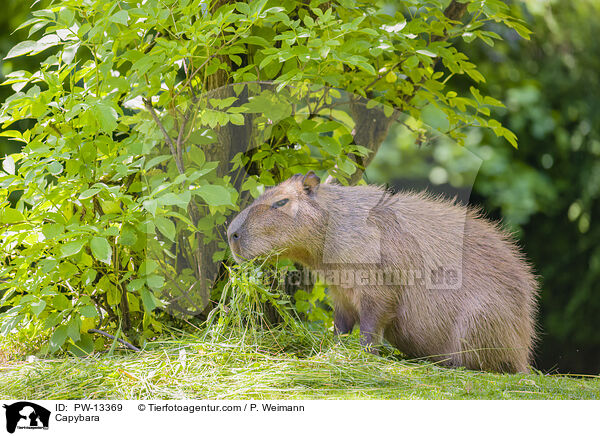 Wasserschwein / Capybara / PW-13369