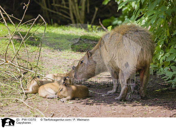 Wasserschweine / Capybaras / PW-13370