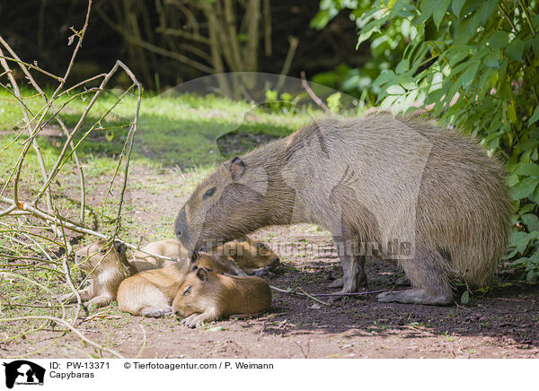 Wasserschweine / Capybaras / PW-13371