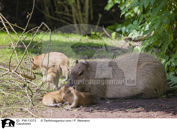 Capybaras / PW-13372