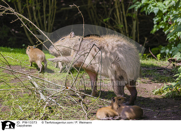 Wasserschweine / Capybaras / PW-13373