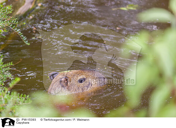 Wasserschwein / Capybara / PW-15393