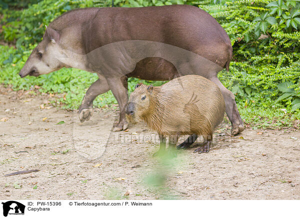 Wasserschwein / Capybara / PW-15396