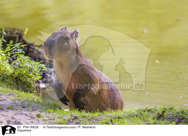 Capybara / PW-16626