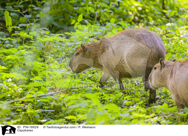 Capybaras / PW-16629
