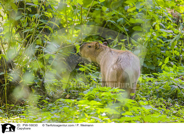 Wasserschwein / Capybara / PW-16630