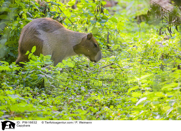 Capybara / PW-16632