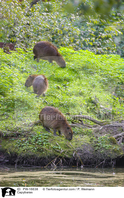 Wasserschweine / Capybaras / PW-16638