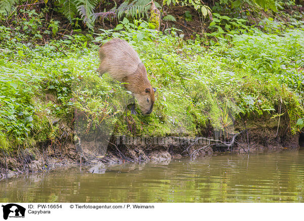 Capybara / PW-16654