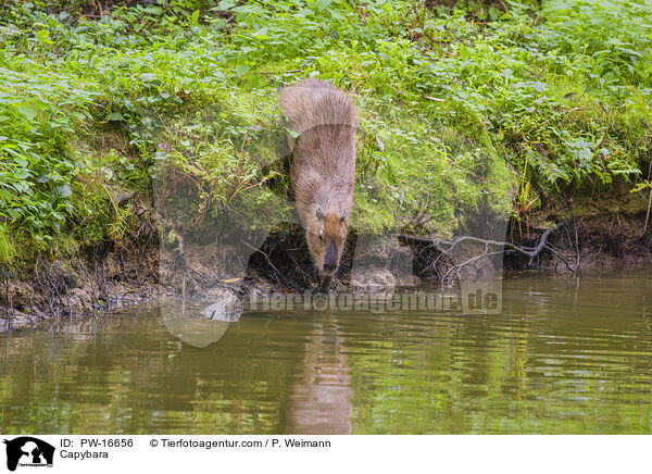 Wasserschwein / Capybara / PW-16656