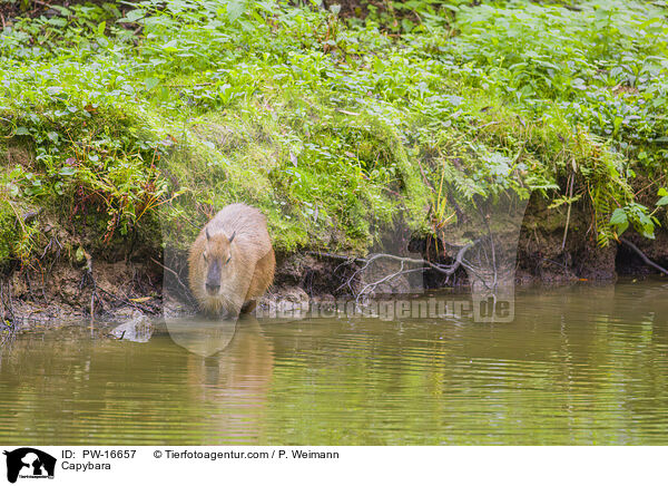 Wasserschwein / Capybara / PW-16657