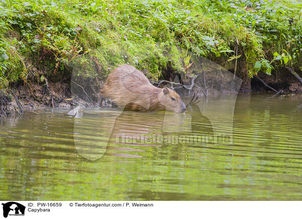 Capybara / PW-16659
