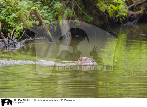 Wasserschwein / Capybara / PW-16660