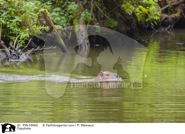 Capybara / PW-16660