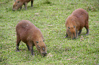 Capybaras