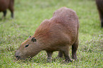 Capybara