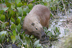 Capybara