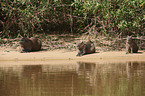 Capybaras