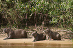 Capybaras