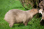 capybara