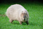 capybara