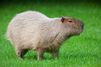 capybara