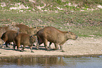 walking Capybaras