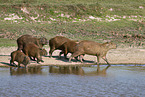 walking Capybaras