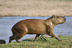 running Capybara