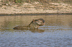 swimming Capybara