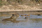 swimming Capybaras
