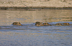 swimming Capybaras