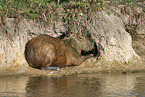 lying Capybara