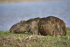 lying Capybara