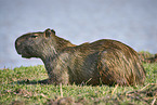 lying Capybara