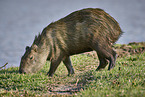 walking Capybara
