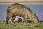 walking Capybara