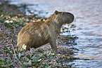 sitting Capybara