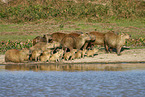 walking Capybaras