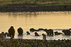 Capybaras