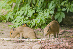 Capybaras