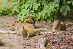 Capybaras