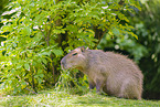 Capybara